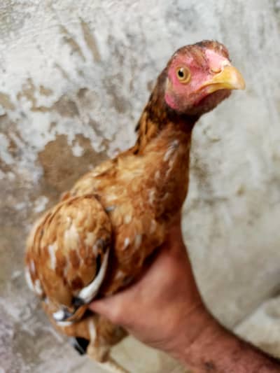 9 to 10 month ki healthy Desi murghi