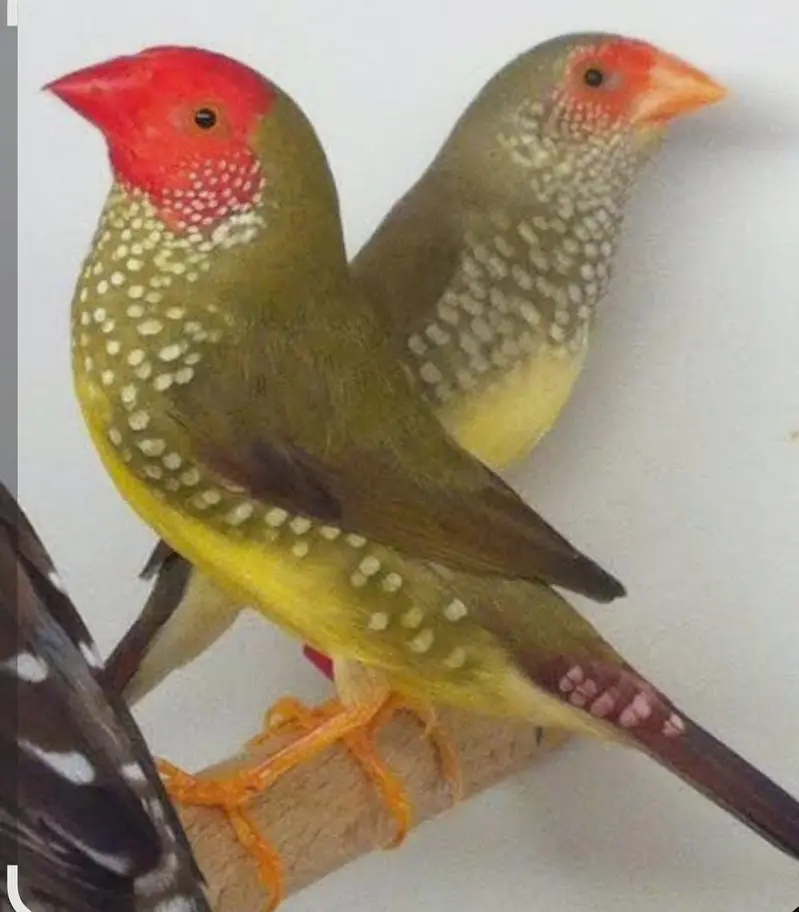 Red munia  finch, Full orange pair,Owl finch pair — photo 2