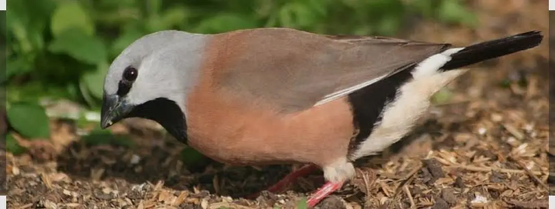 Red munia  finch, Full orange pair,Owl finch pair — photo 3
