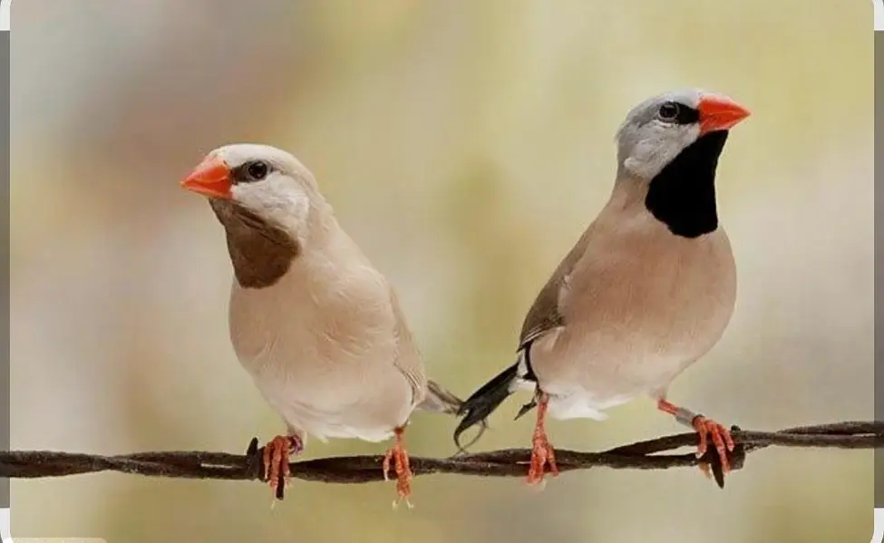 Red munia  finch, Full orange pair,Owl finch pair — photo 5