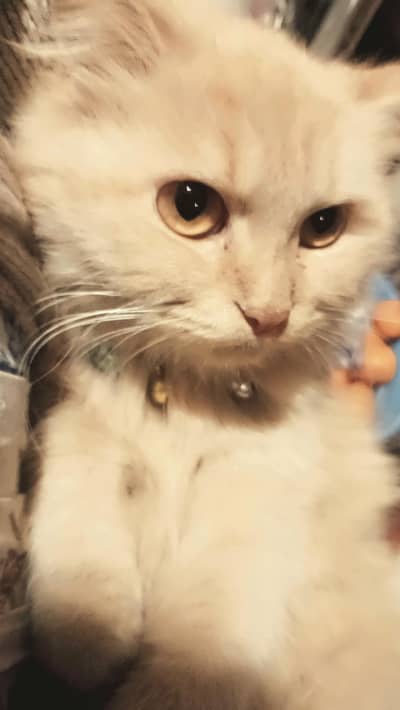 i want to sell my cat. if anyone is interested then let me know.