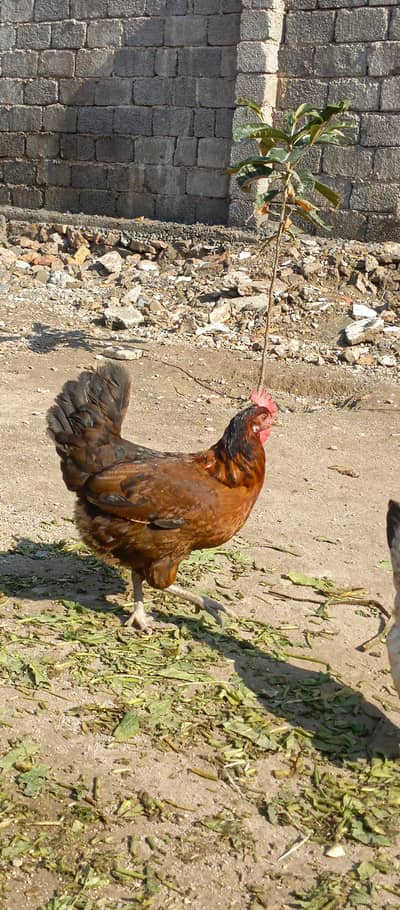 Desi eggs wali murghiya for sale in wah cantt