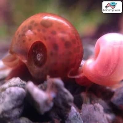 4 Ramshorn Snail in only 50Rs