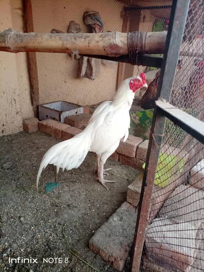 White Shamo Chicks/Jawa Chicks/Shajra chicks/Pakistani Aseel Chicks/