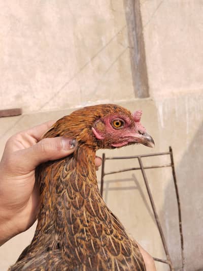 Aseel murgi for sale in low price