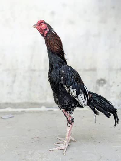 WhatsApp No: 0334 7330749