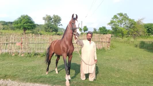 panjklian desi ghora