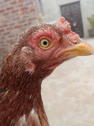 aseele breeder female