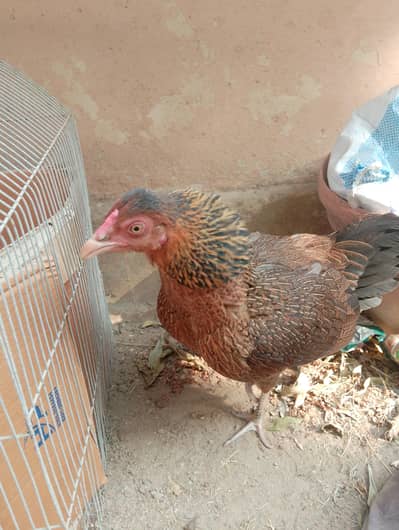 Aseel murghi Wiith 10 Chicks