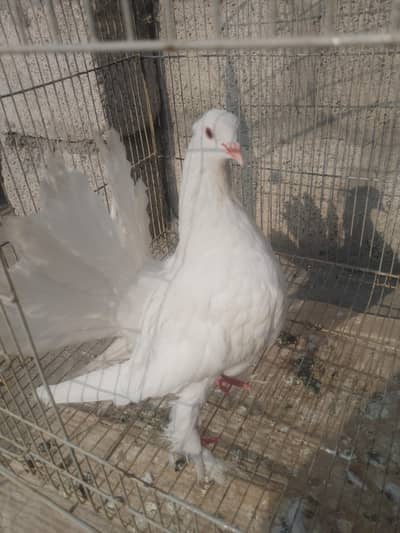 Handtame Pigeon Patha