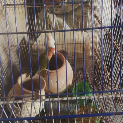 Ghar ka Pala Howa ha bhai