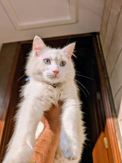 Beautiful Blue-Eyed Persian Cats for Sale