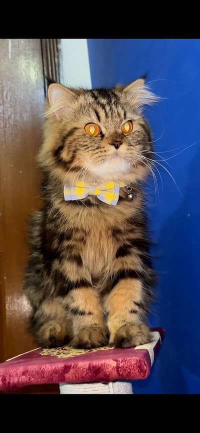 Triple coat punch face persian cat pair.