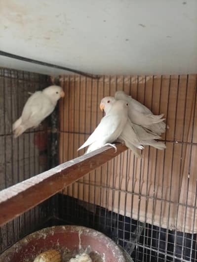 Albino red eyes/black eyes