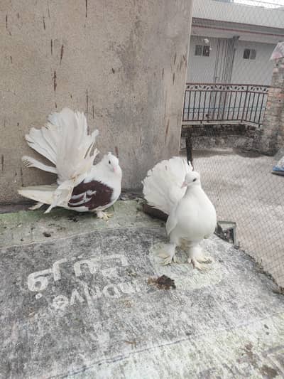 English fantail breeder pair indian fantail breeder pair or sentinent