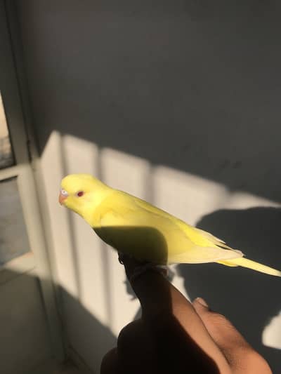 Burdgies lutino red eye, cockatiel male