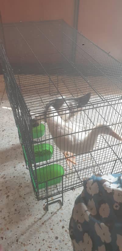 White Beautifull Duck chicks 3 months old Playfull