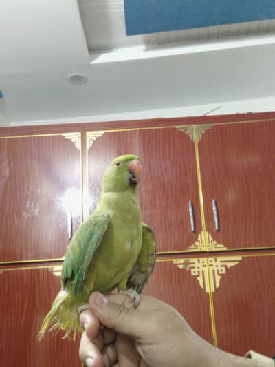 female parrot for sale