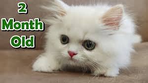 persian cat for sale