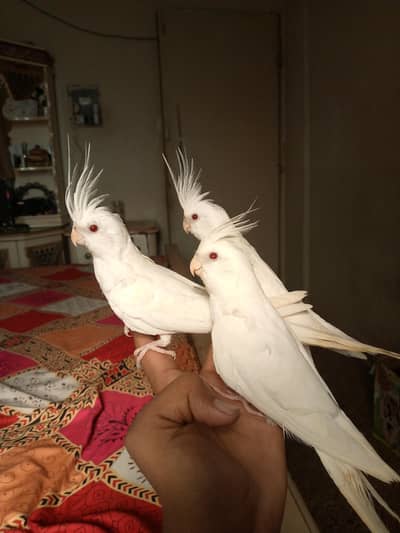 COCKTAIL,COCTEIL,HAND TAME BIRD, ENO, HAND TAMED COCKTAIL HOME BREED.