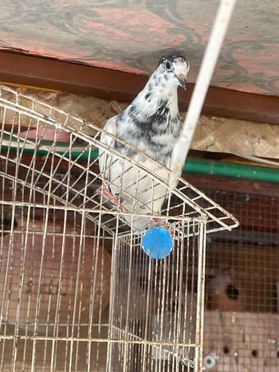 Pure 35 Wala Teddy Ali Wala Kabooter