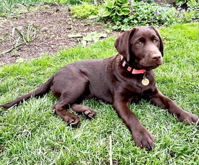 labrador Chocolate british male pup