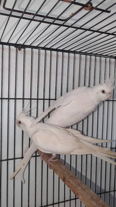 2 Cocktail breeder pair 3 love birds breeder pair