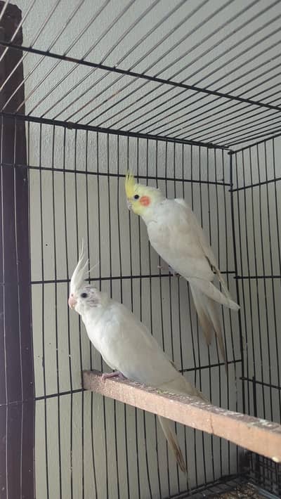 Cocktail breeder pair 3 love birds breeder pair