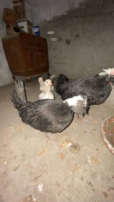 polish or while hen 03224044413