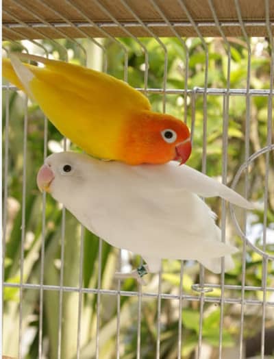 Pairs with their chicks Cremino albino voilet espanata red eyes