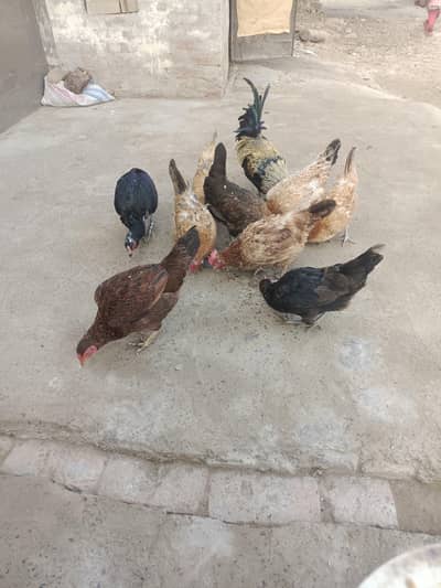 Golden Mishri Hens