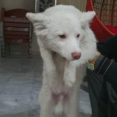 Russian dogs pair for sale nmbr in bio