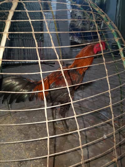 for sale barmi pakoya