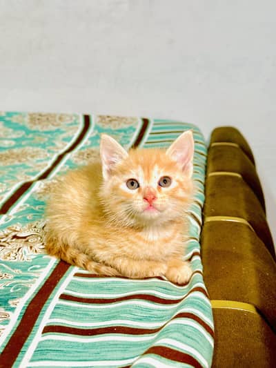 Pure Persian Kittens Available – 3 Odd Eyes & 2 Golden| Double Coat
