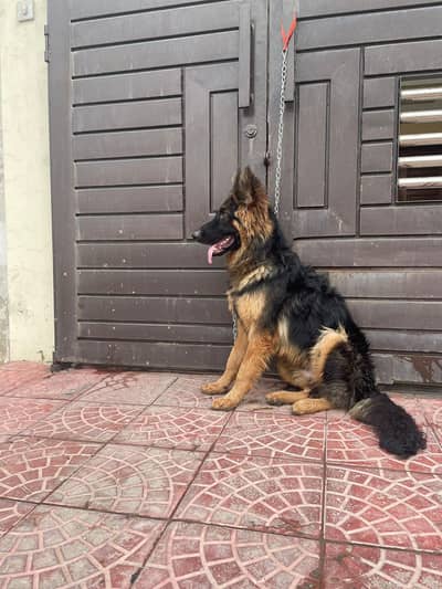 German shephard male