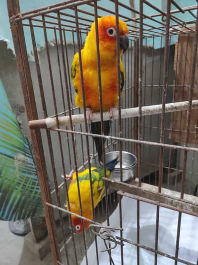 sun conure