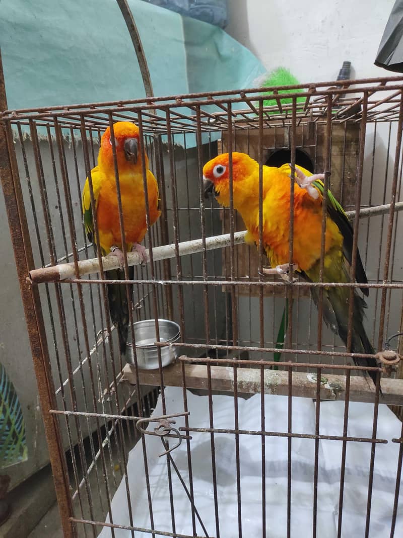 sun conure 1
