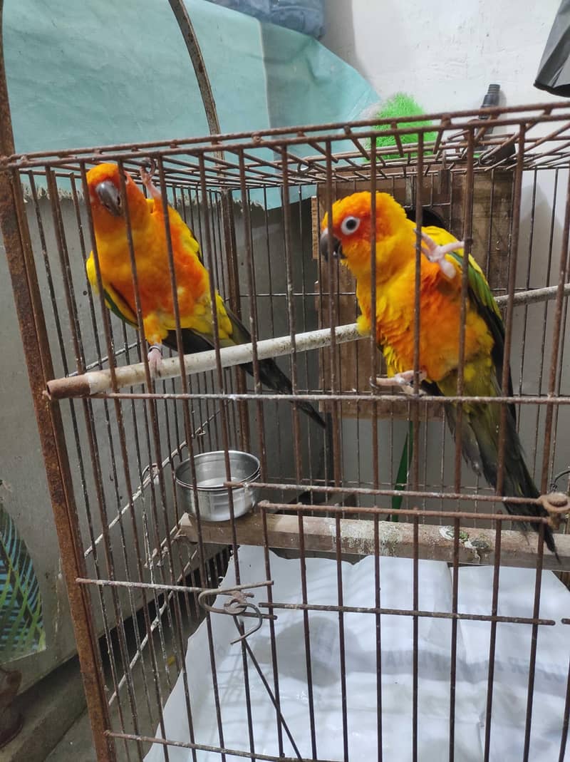 sun conure 2