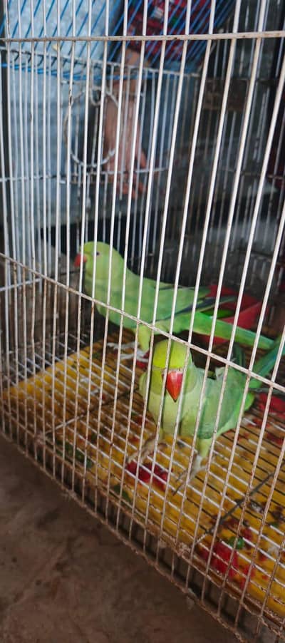 Green Parrot Female
