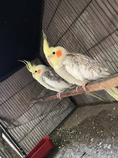 Cockatiel for sale