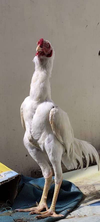 Heera and Pure Mianwali quality Aseel