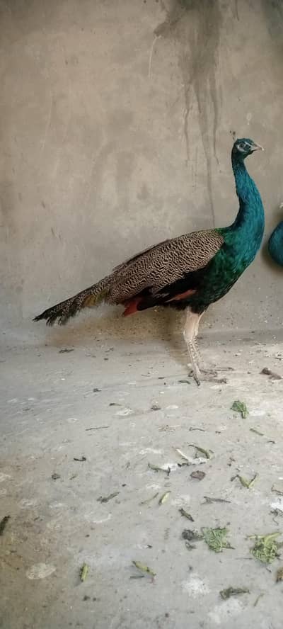 Blue shoulder peacock male for sale 03706827045