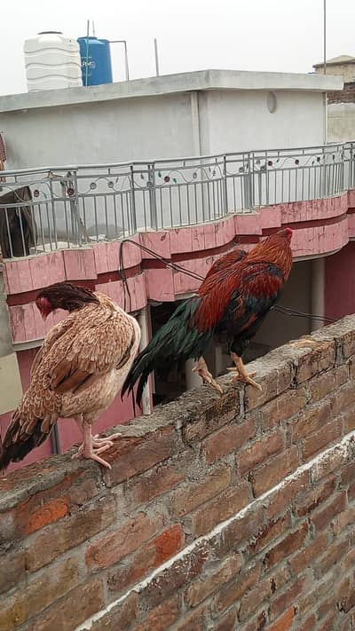 Assel Hen pair for sale
