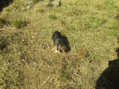 female pupies for sale