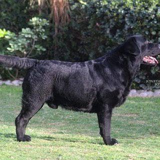 black Labrador for sale