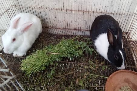 Female Rabbits for sale