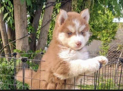 Siberian husky puppies 03425137217