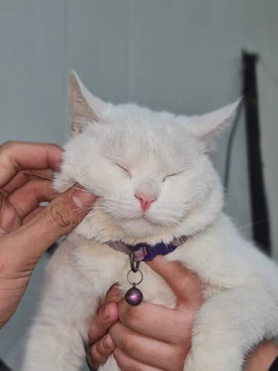 Persian white rare eyes