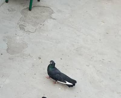 fancy pigeons for sale  1000 per