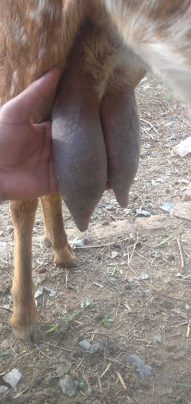 2 months gabhan or half litre doodh